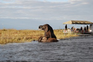 Chobe Cruise national-park, Chobe Game Lodge