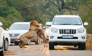 Kruger-Park-Memories
